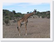 14SerengetiDayGameDrive - 017 * Masai Giraffe.